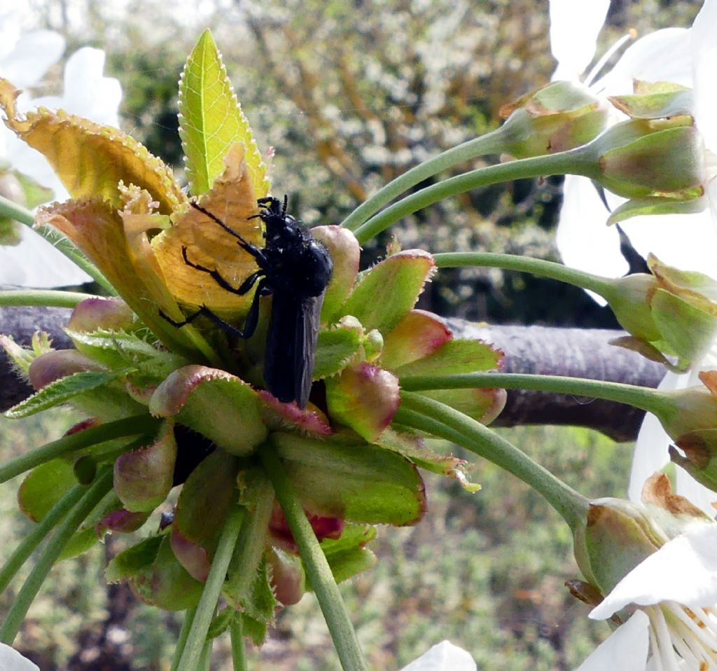 impollinatore nero:  Bibionidae: Bibio sp., femmina